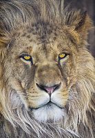 ОБОИ/KOMAR/фотообои 1/Lion NG Фотообои 184*127 см